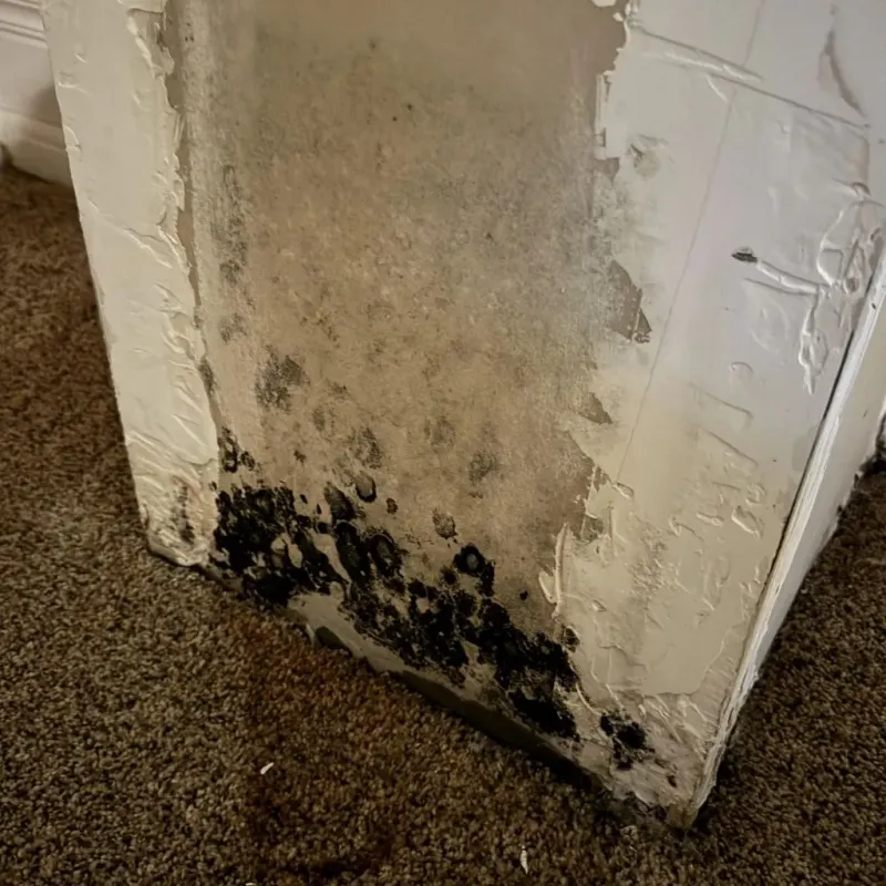Professional Mold Removal in Winnsboro, TX